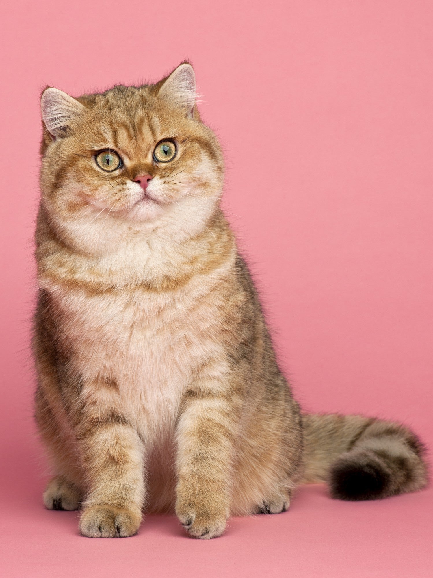 Gato con fondo rosa