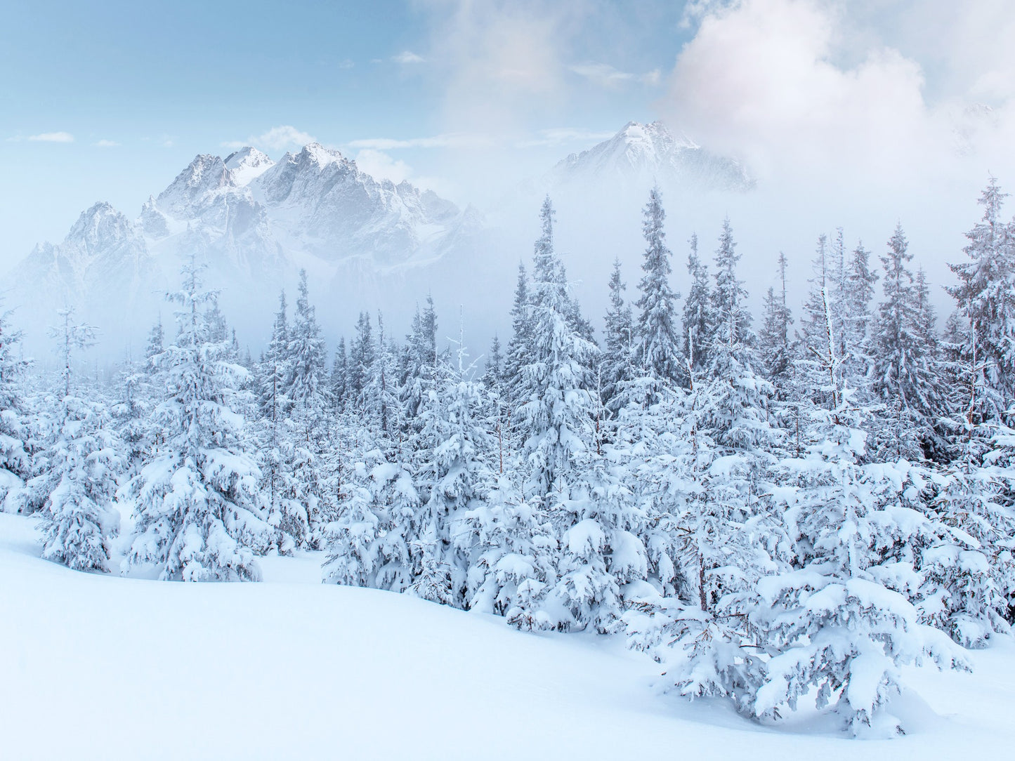 Arboles blanco nieve