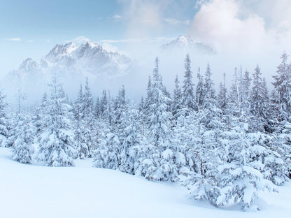Arboles blanco nieve