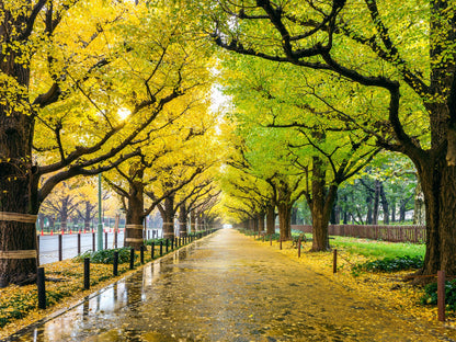 Avenida de bordeada de árboles Ginkgo Biloba