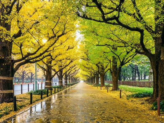 Avenida de bordeada de árboles Ginkgo Biloba