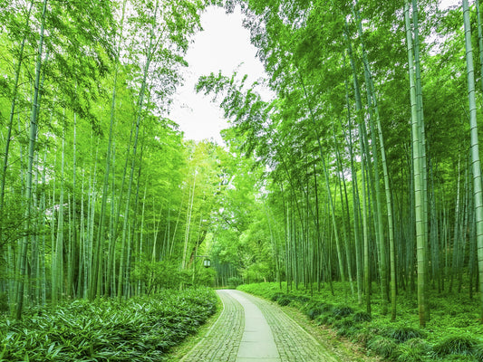 Camino entre bambú