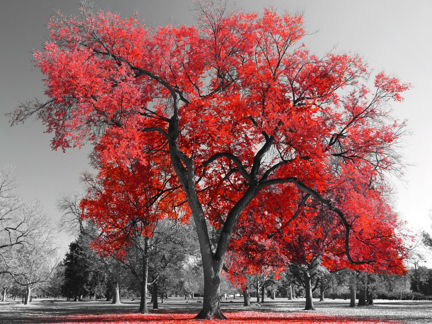 Gran árbol rojo
