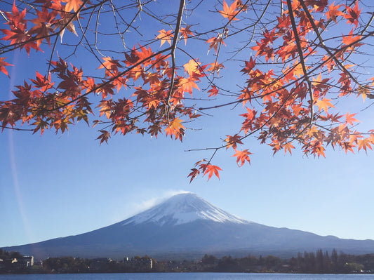 Hojas de arce y monte Fuji