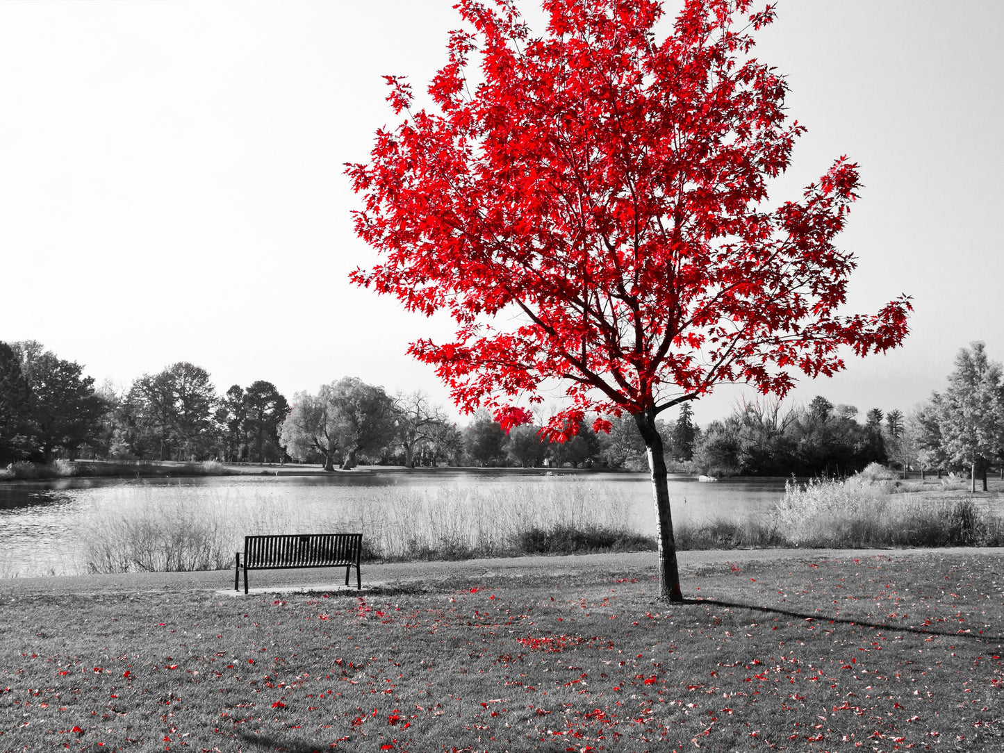 La silla y el árbol rojo
