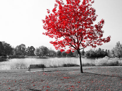 La silla y el árbol rojo