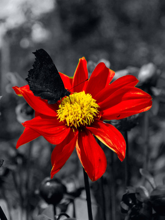 Mariposa sobre la flor