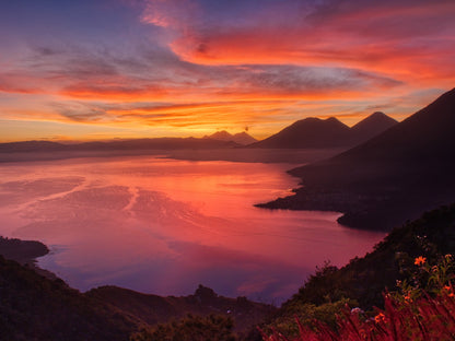 Visos rojos y morados